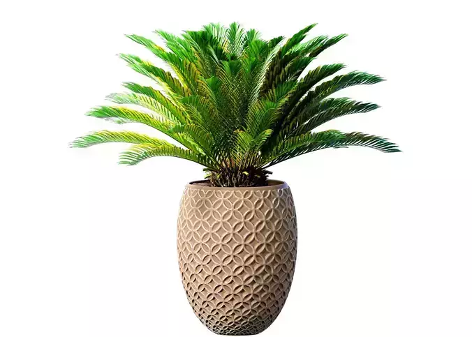 Decorative Evergreen Cycas Palm Tree modern outdoor flowerpot 