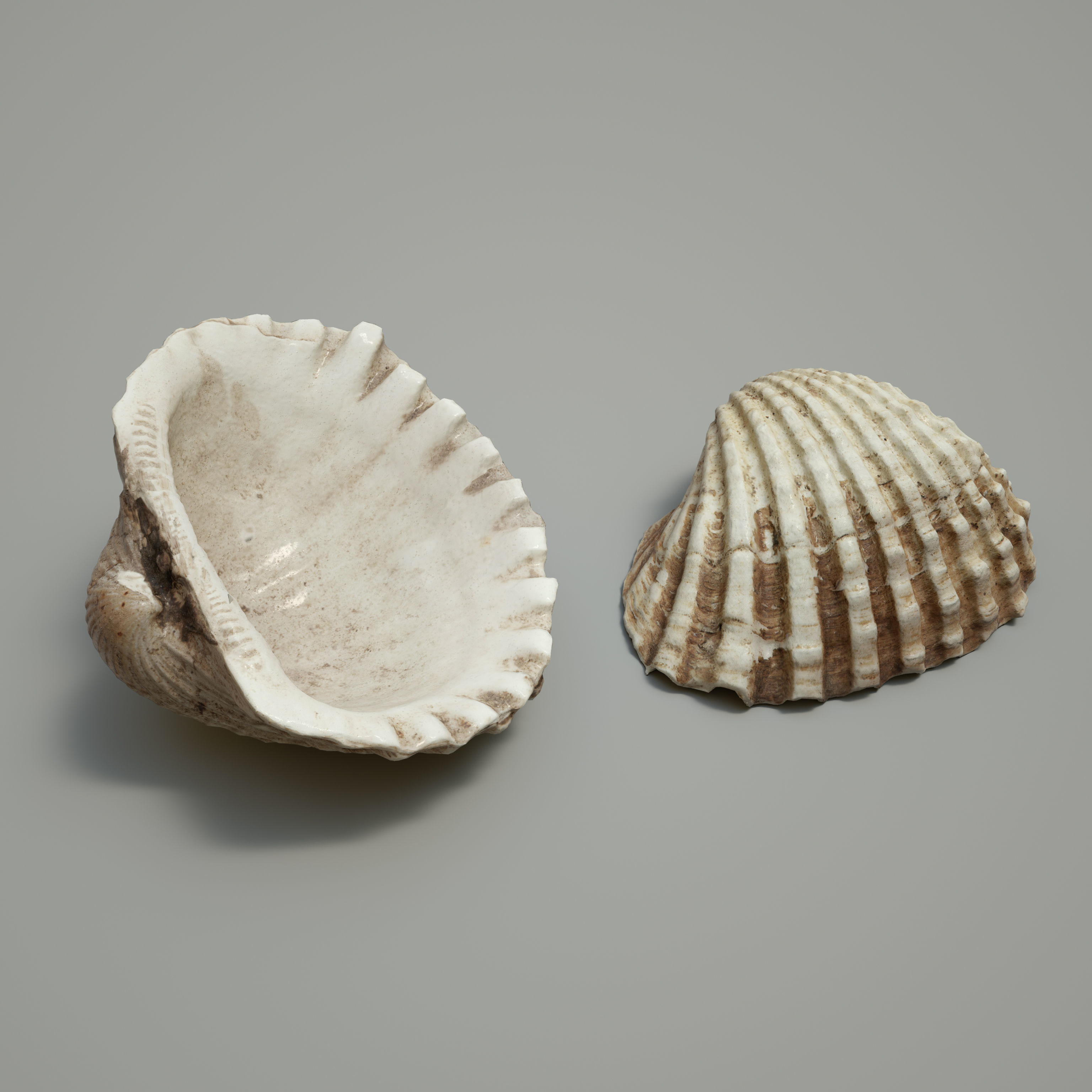 3DSCAN-Traditional Chinese Medicine-Concha Arcae Low-poly 3D model_1