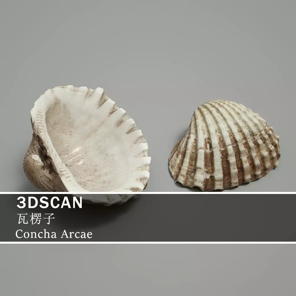 3DSCAN-Traditional Chinese Medicine-Concha Arcae Low-poly 3D model_0