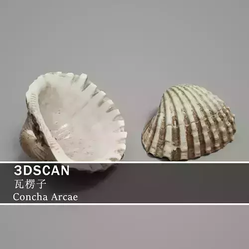 3DSCAN-Traditional Chinese Medicine-Concha Arcae