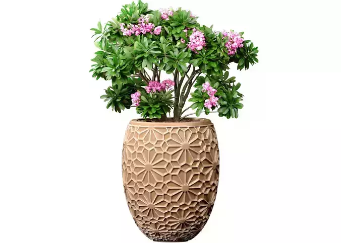 Decorative flowering garden tree oriental  bush pot flowerpot