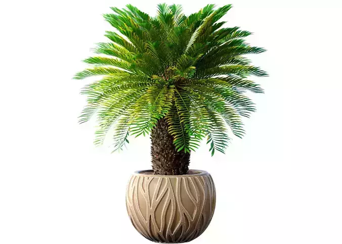 Decorative Evergreen Palm Tree in modern outdoor flowerpot