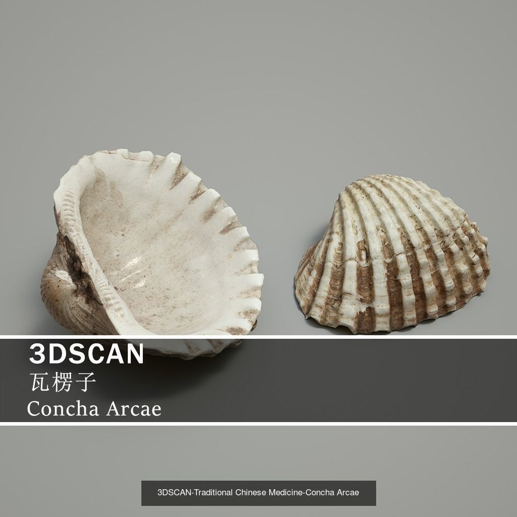 3DSCAN-Traditional Chinese Medicine 3D Model Collection 05 _19