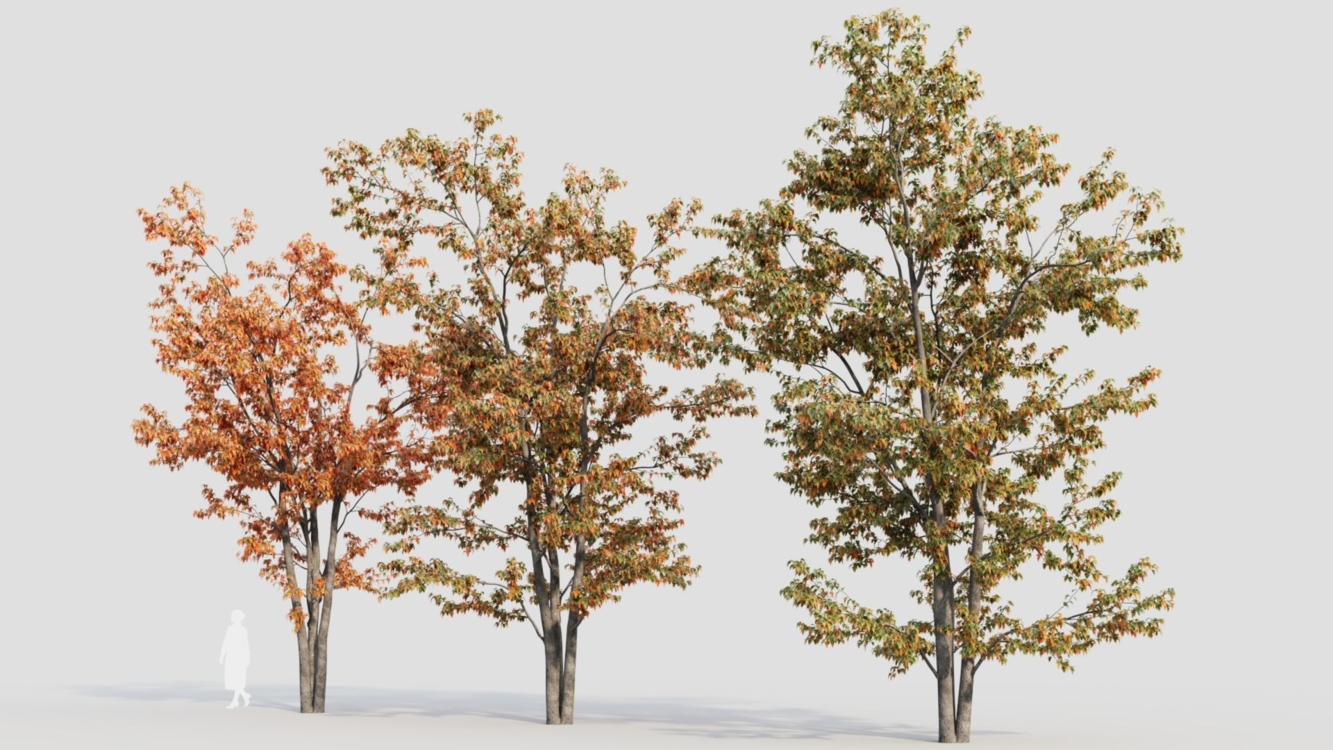 Acer tataricum a 3D model_4