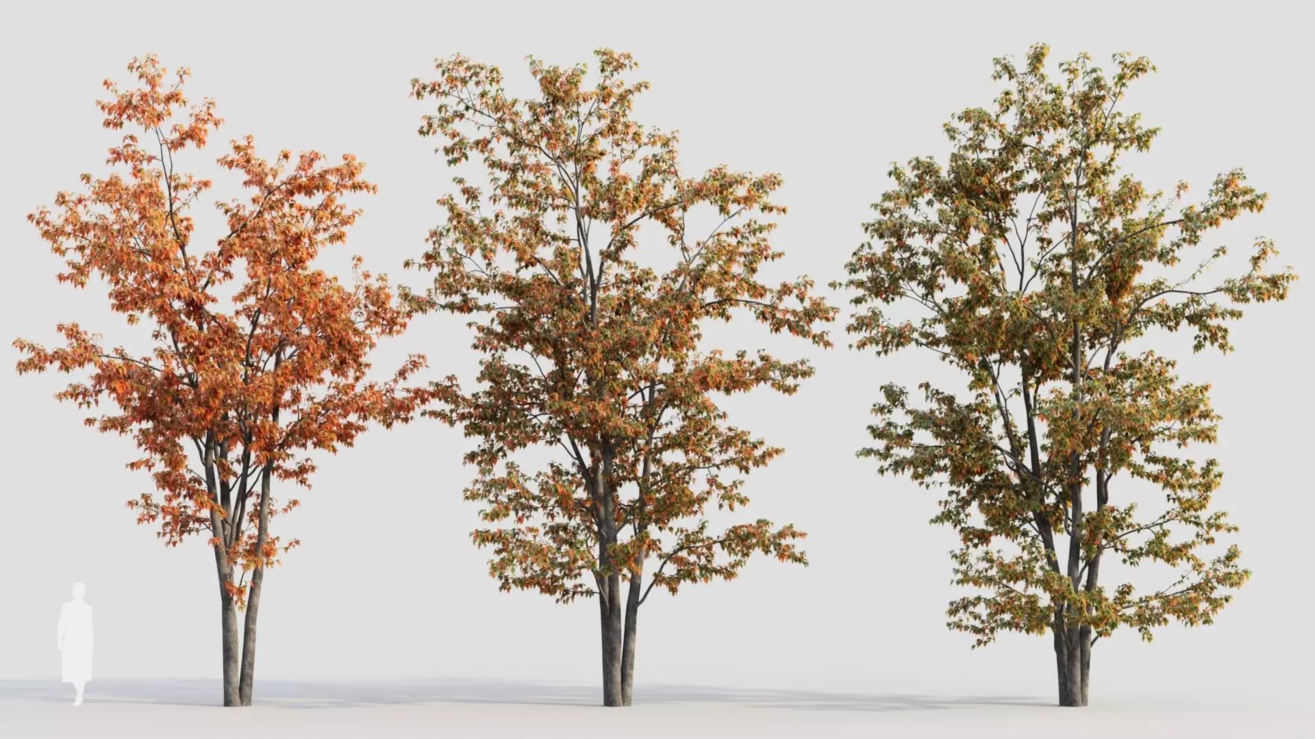 Acer tataricum a 3D model_0