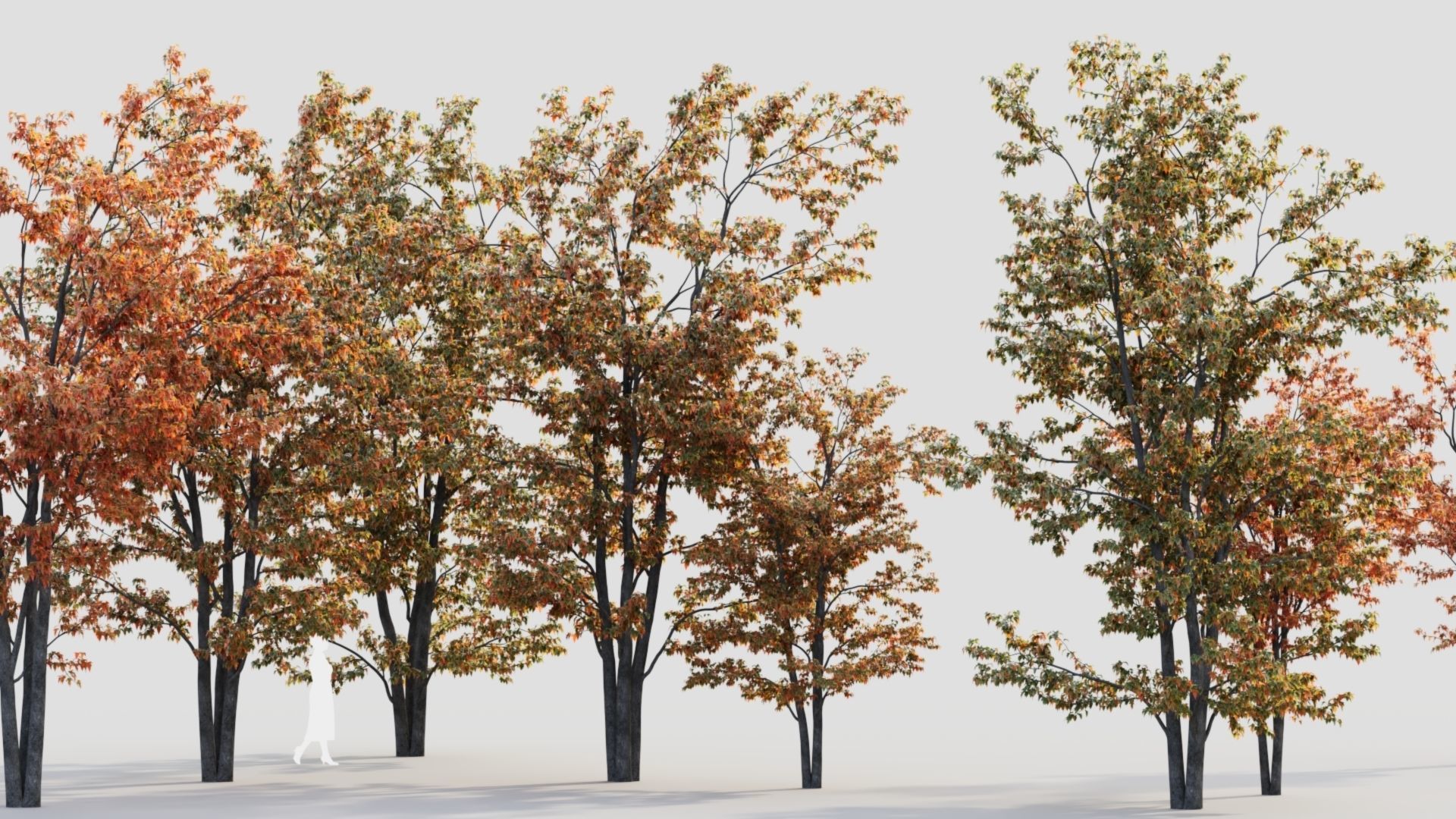 Acer tataricum a 3D model_2