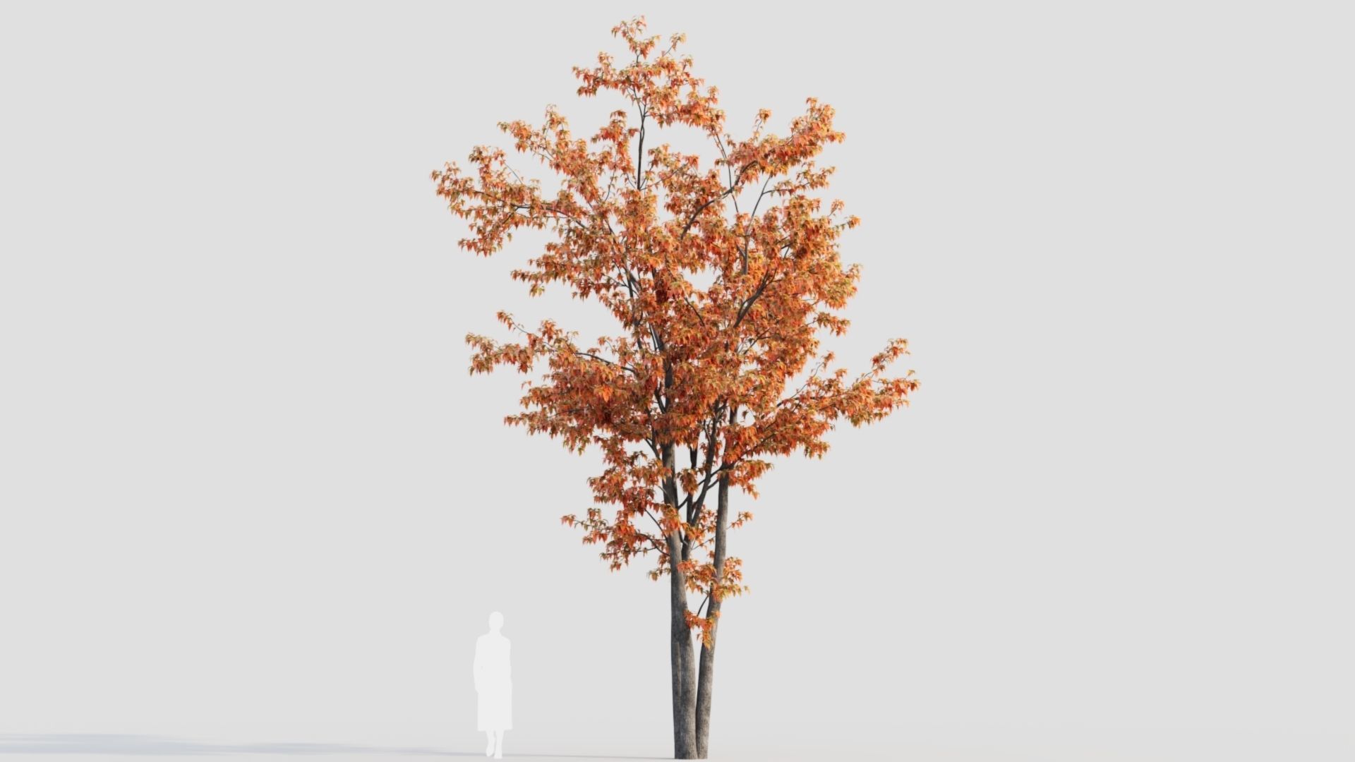 Acer tataricum a 3D model_8