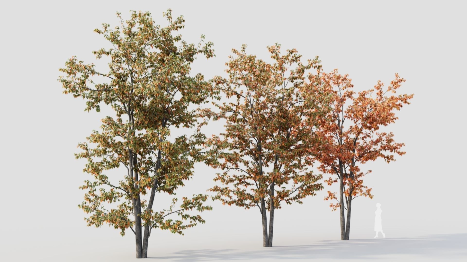 Acer tataricum a 3D model_7