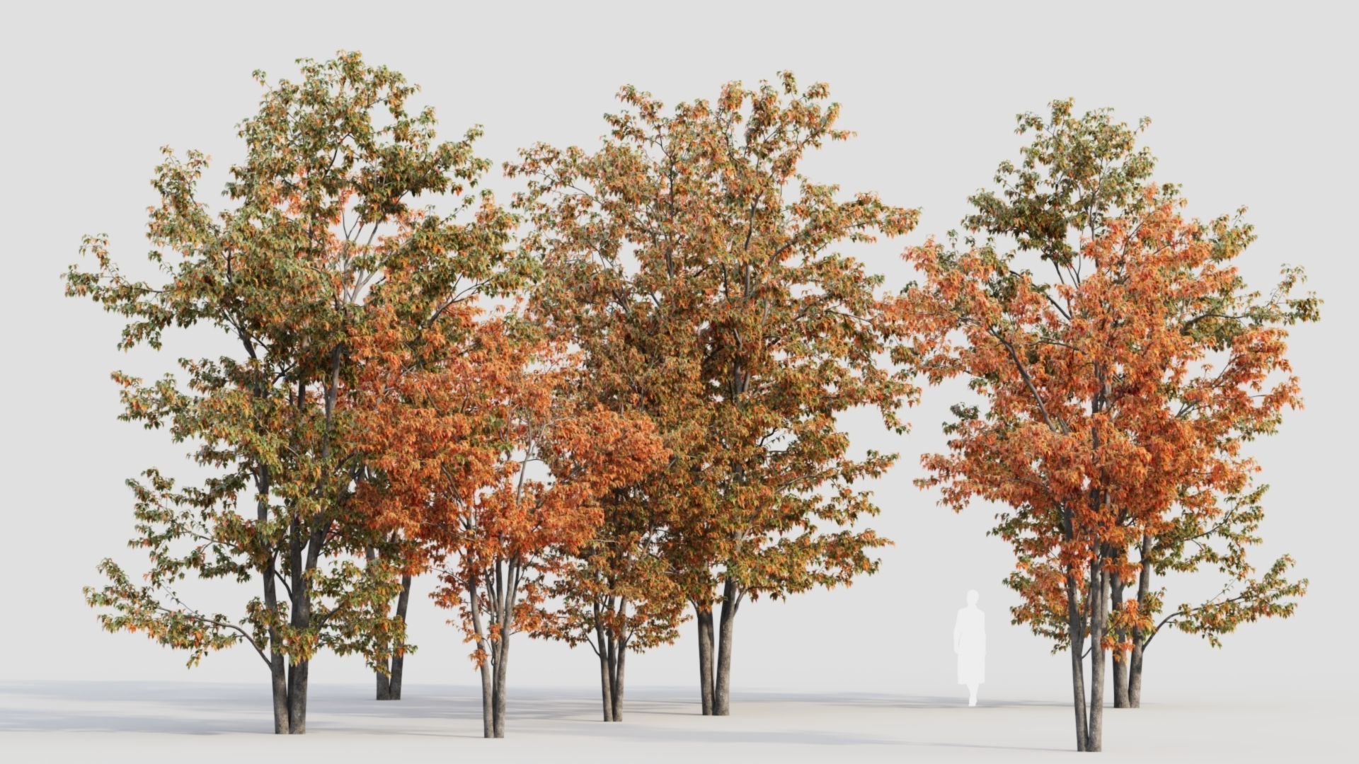 Acer tataricum a 3D model_1