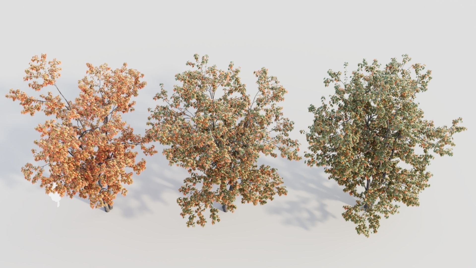 Acer tataricum a 3D model_5