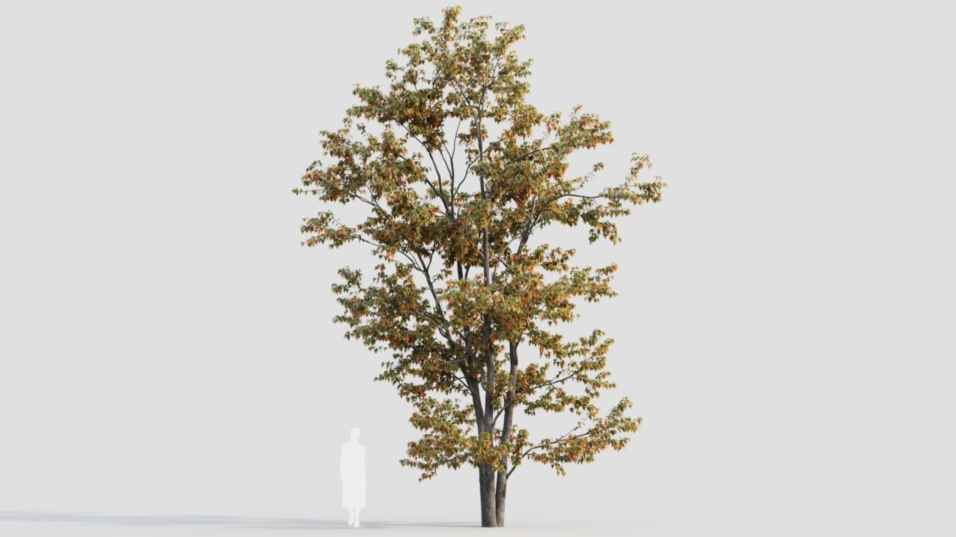 Acer tataricum a 3D model_10