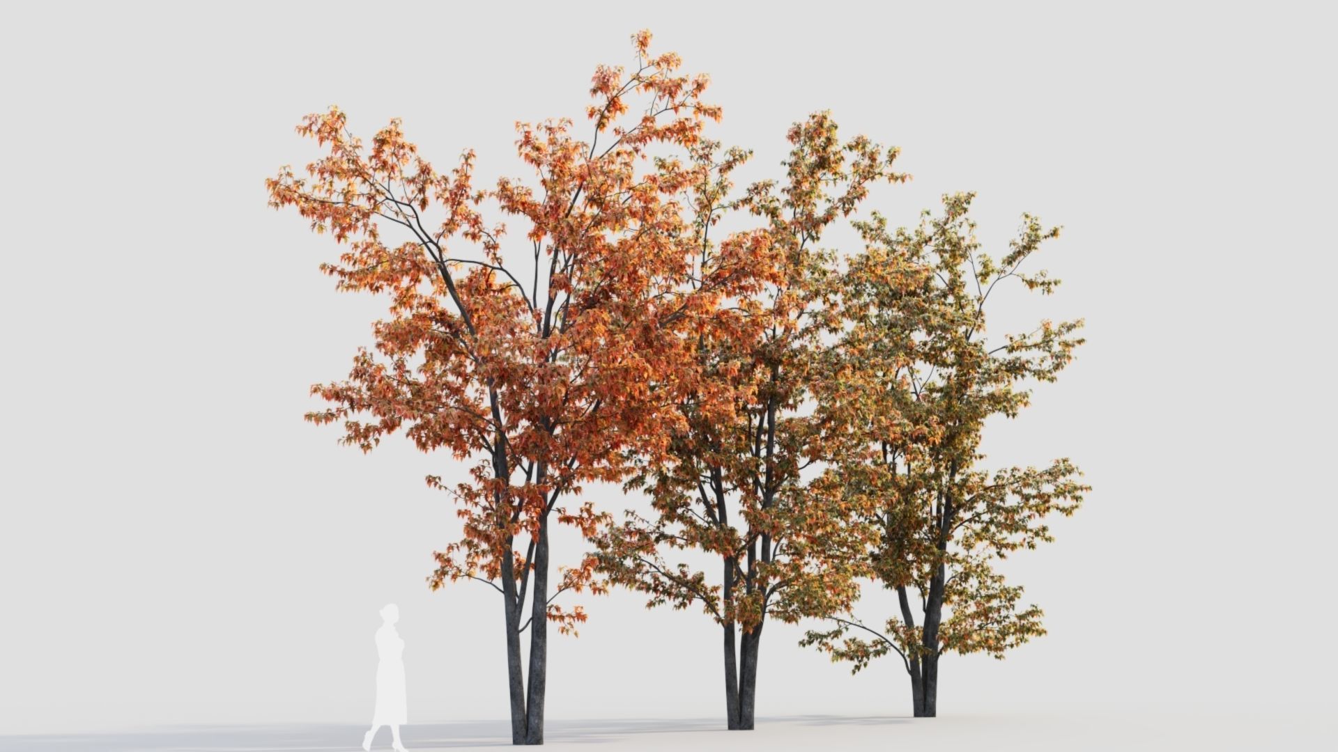 Acer tataricum a 3D model_6