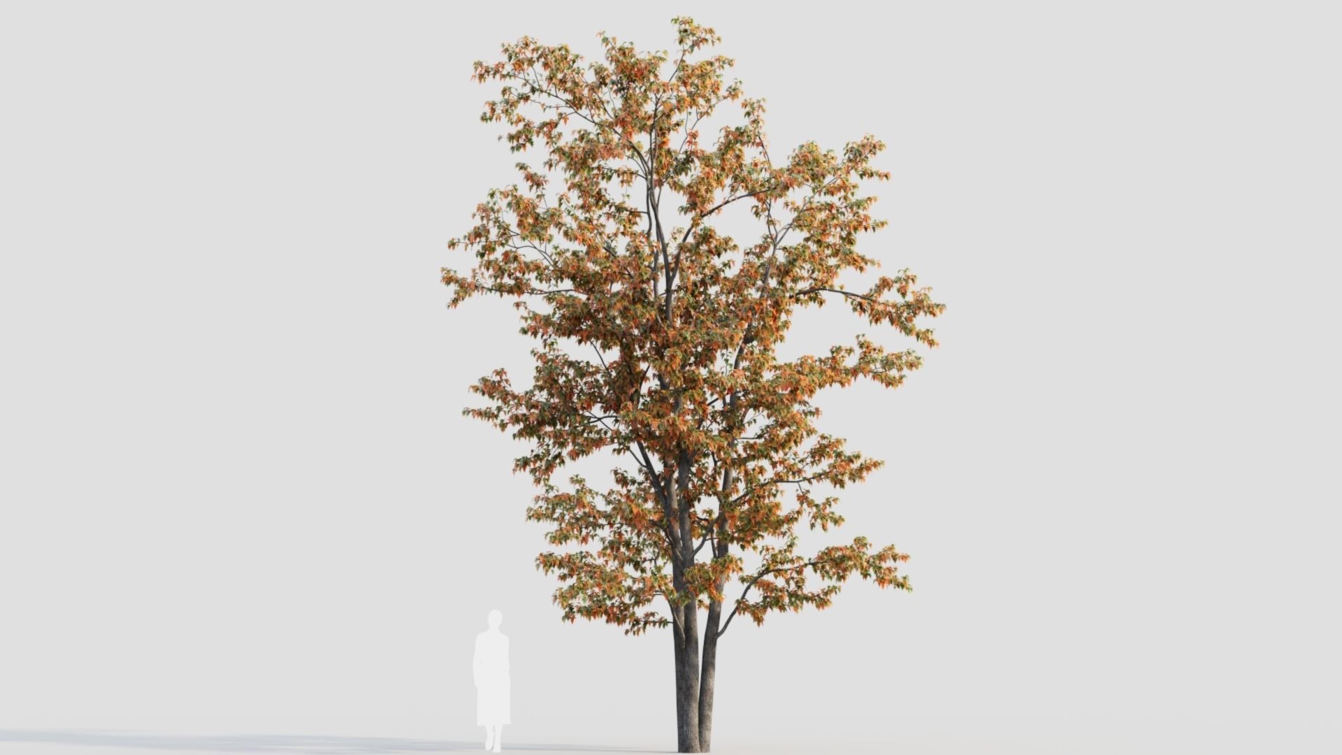 Acer tataricum a 3D model_9