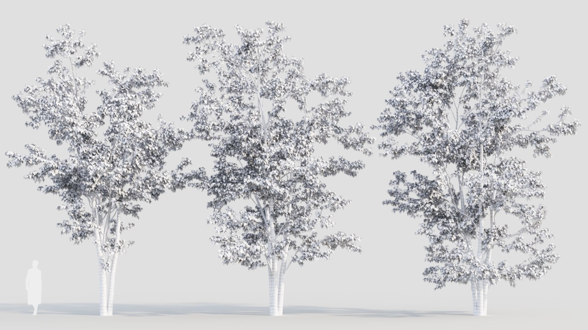 Acer tataricum a 3D model_3