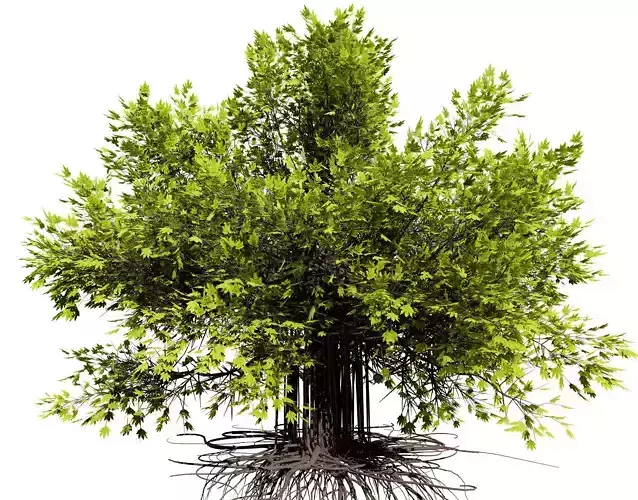 Ficus Carica 3D Model Low-poly 3D model
