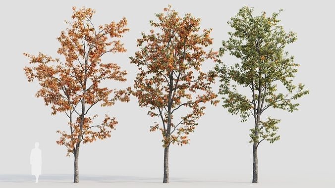 Acer tataricum b 3D model