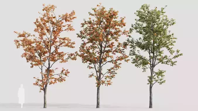 Acer tataricum b 3D model