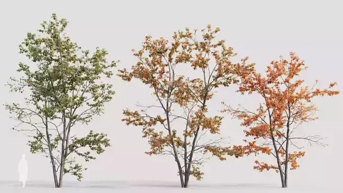 Acer tataricum c 3D model