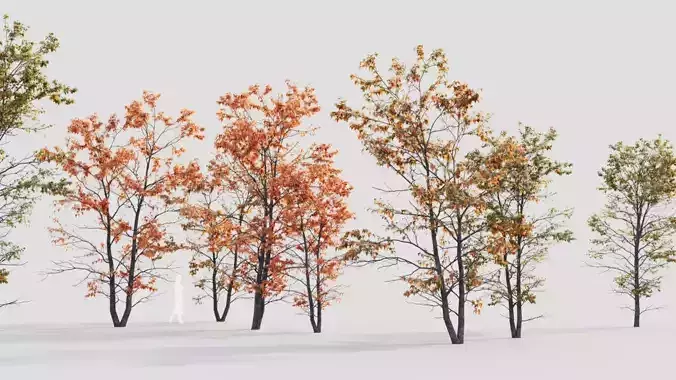 Acer tataricum d 3D model