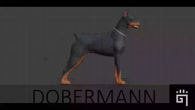 Dobermann