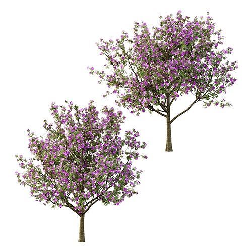 Tibouchina Semidecandra Tree04 3D model