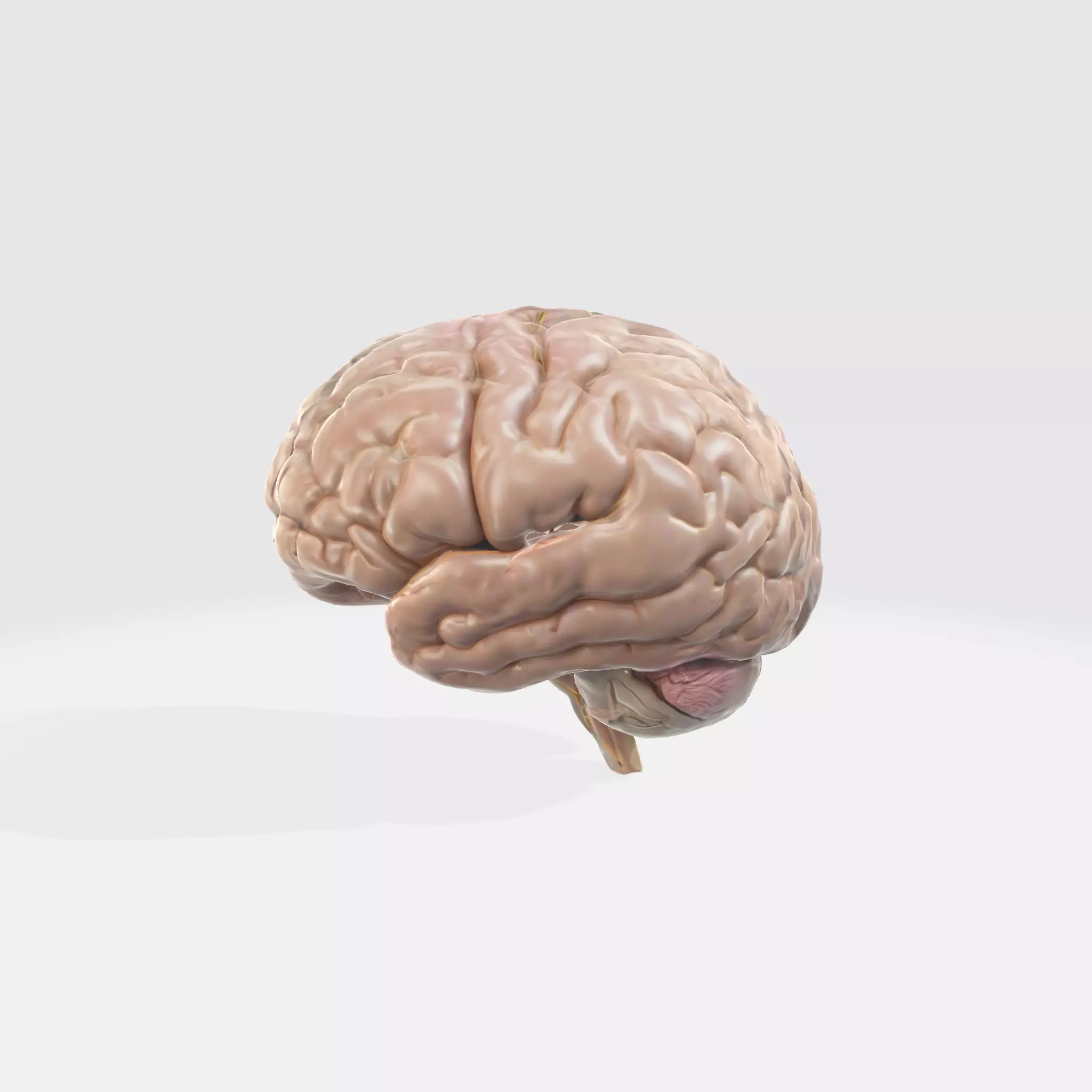 A realistic human brain  3D model_0