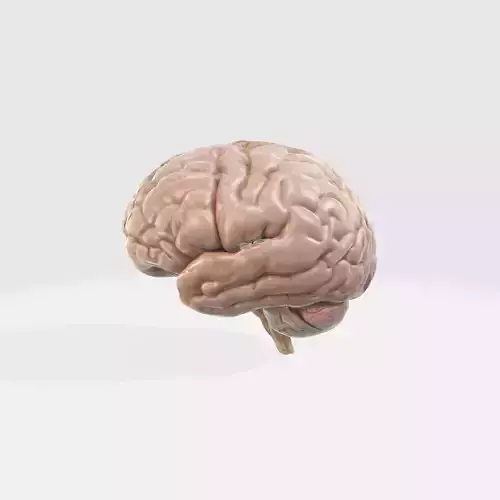 A realistic human brain 