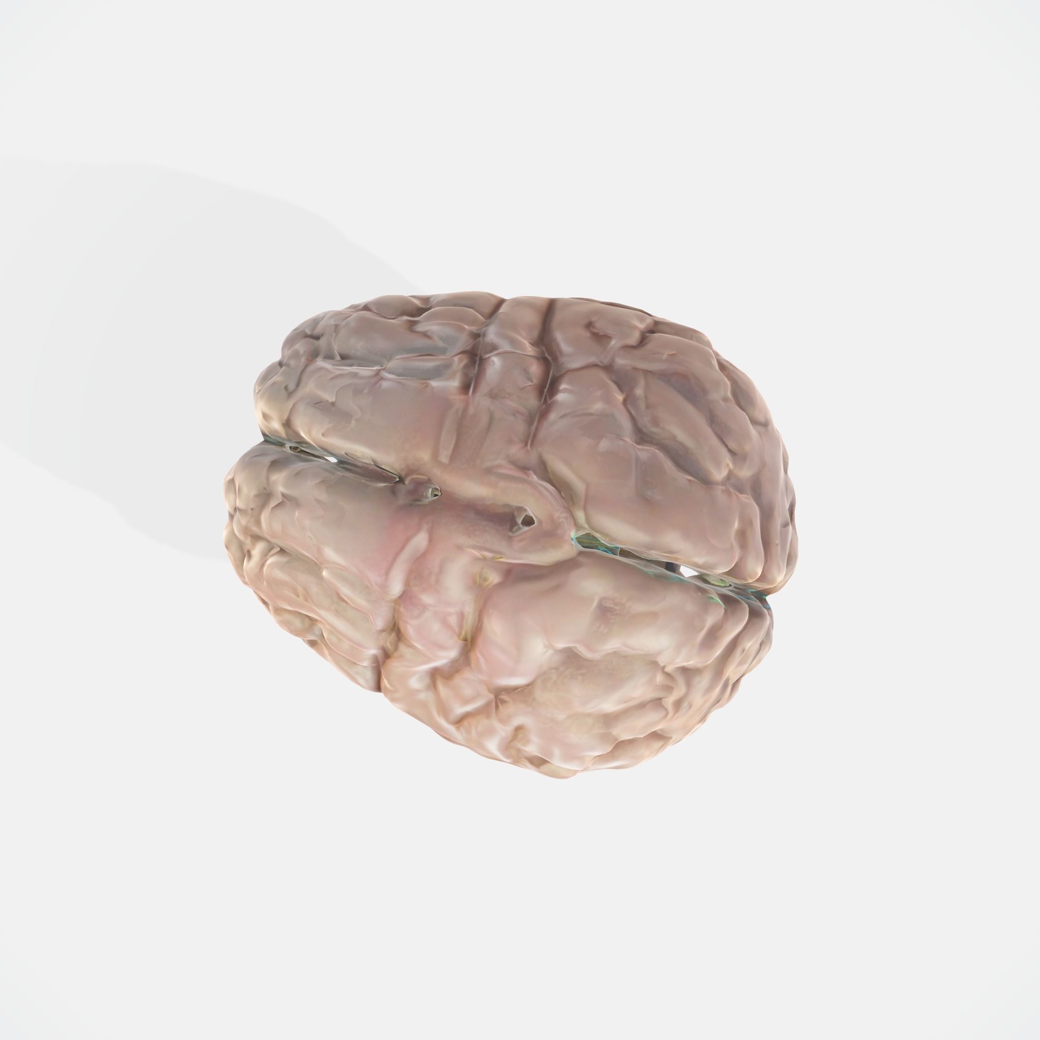 A realistic human brain  3D model_4