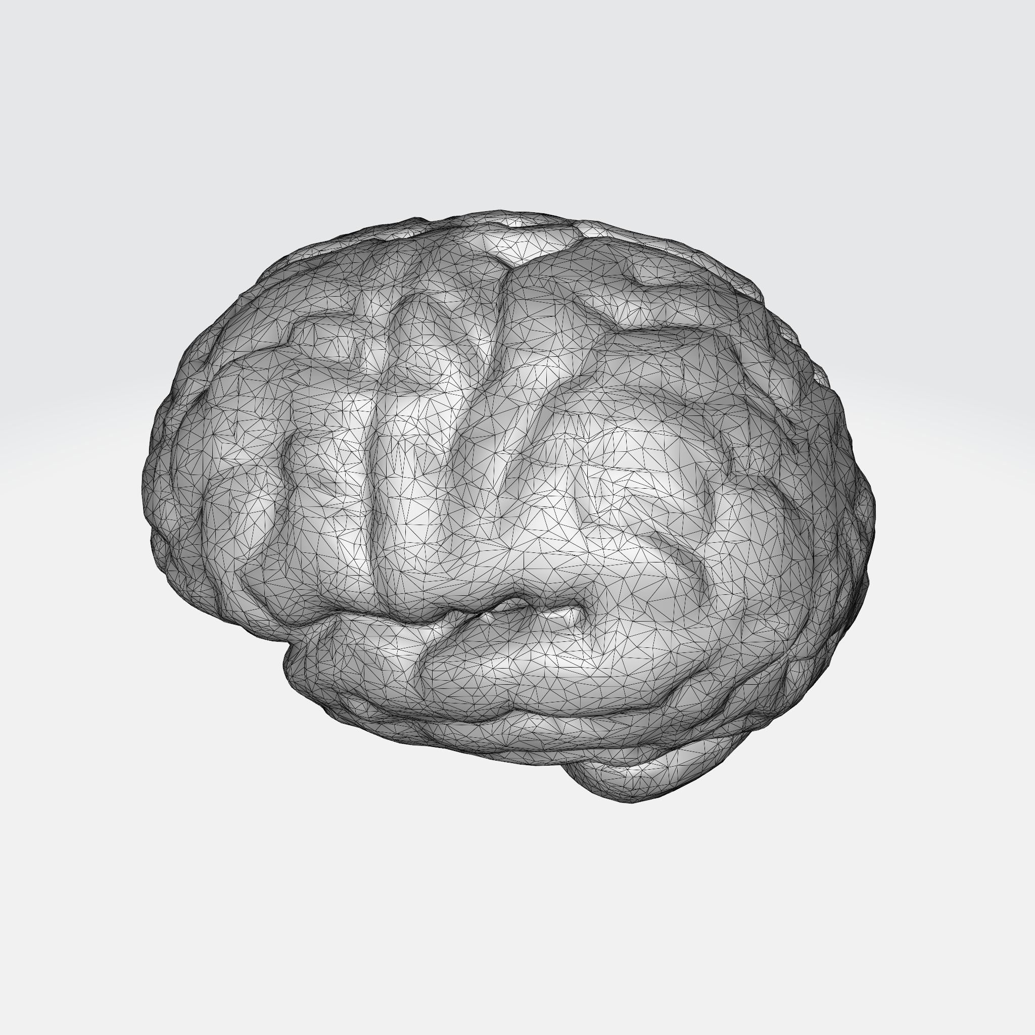 A realistic human brain  3D model_5