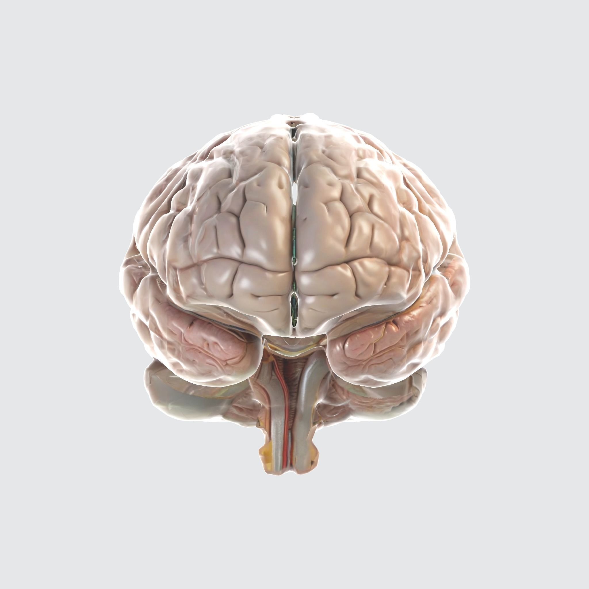 A realistic human brain  3D model_3