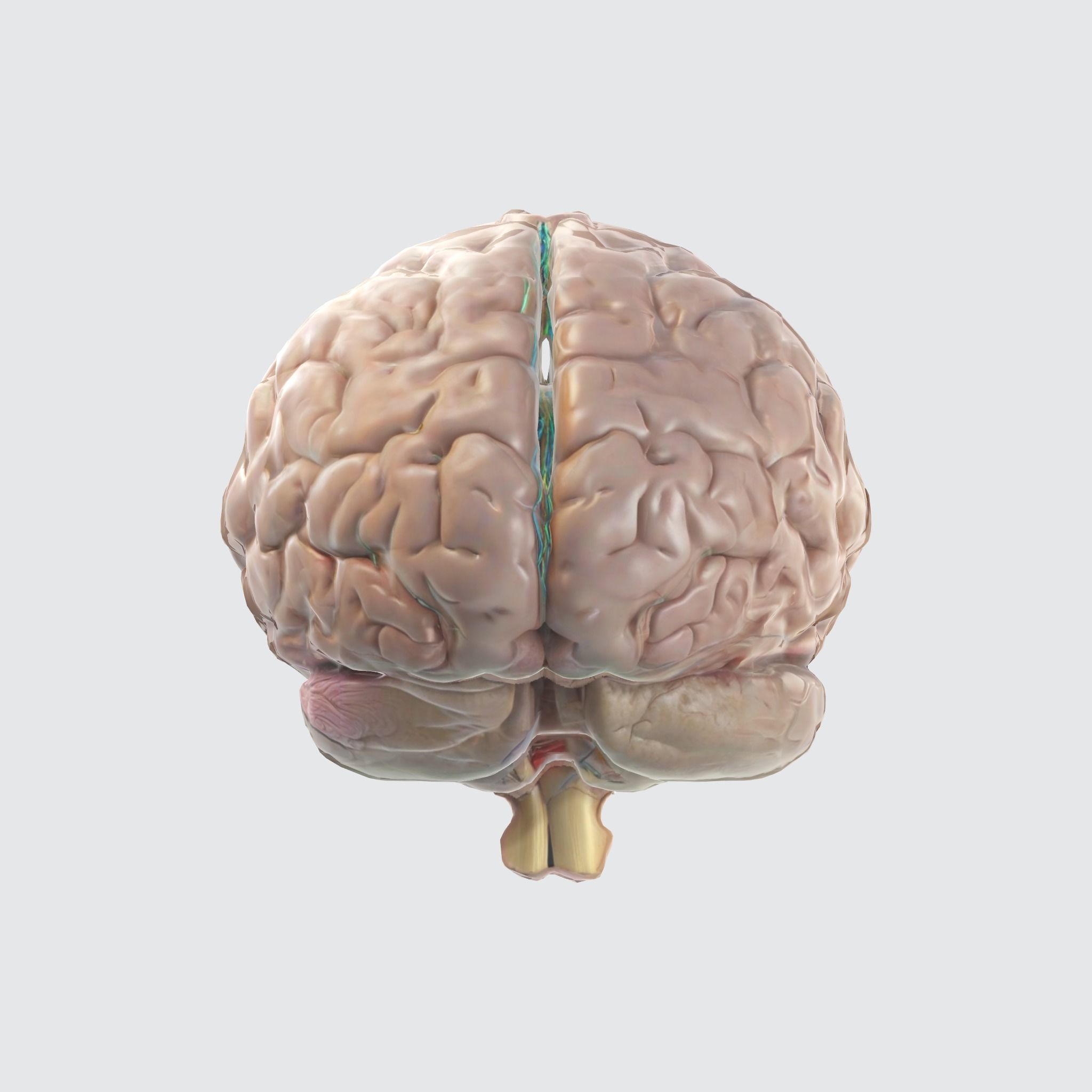 A realistic human brain  3D model_1