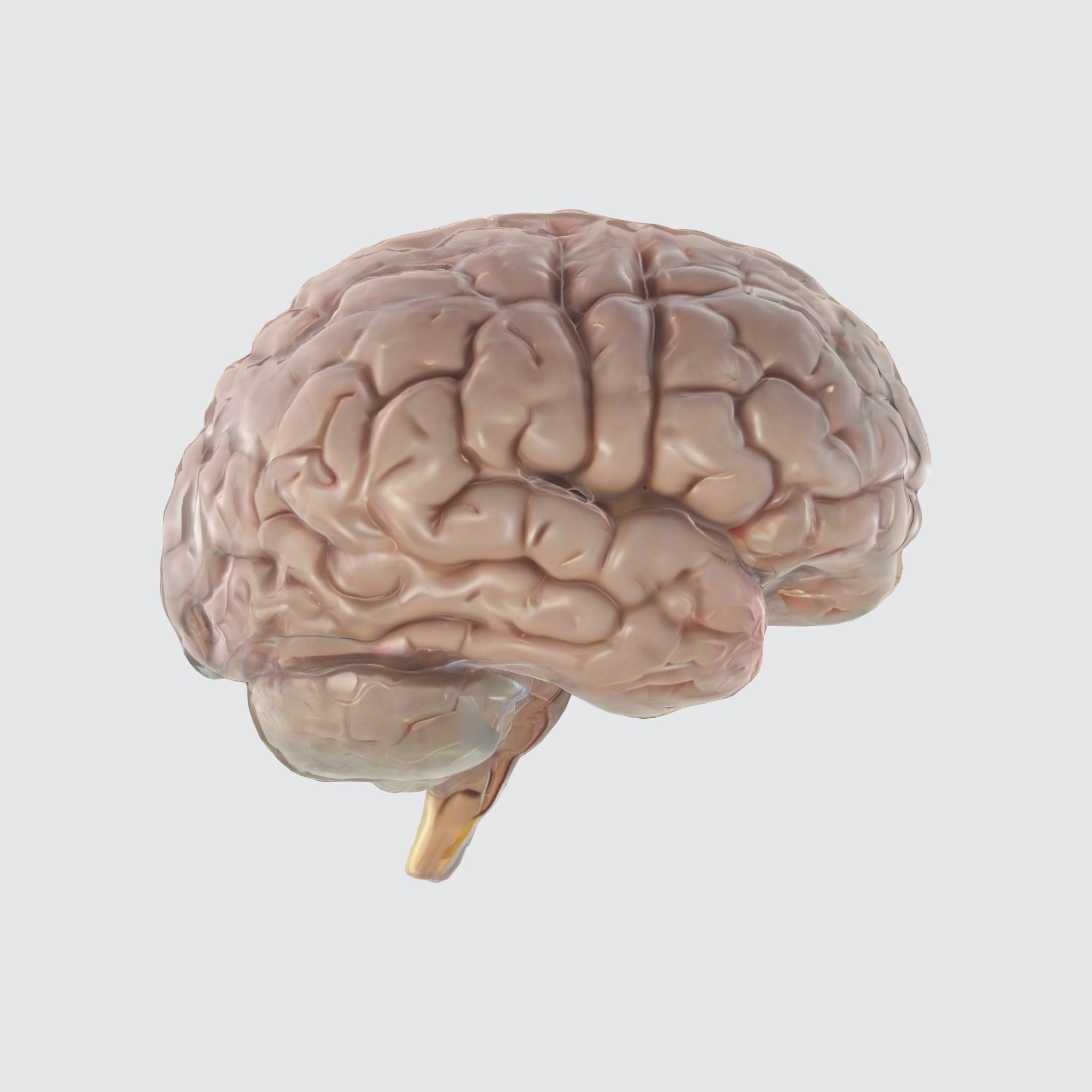 A realistic human brain  3D model_2