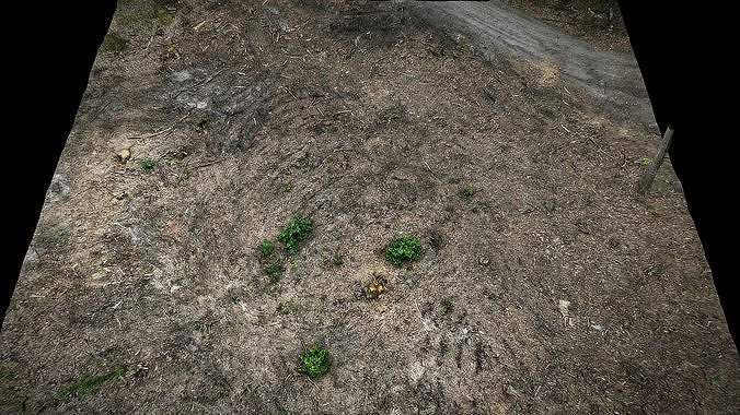 forest ground cutted trees photogrammetry Low-poly 3D model