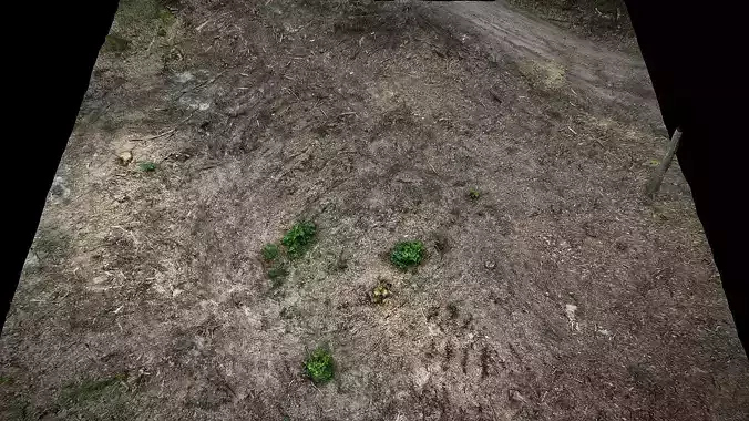 forest ground cutted trees photogrammetry