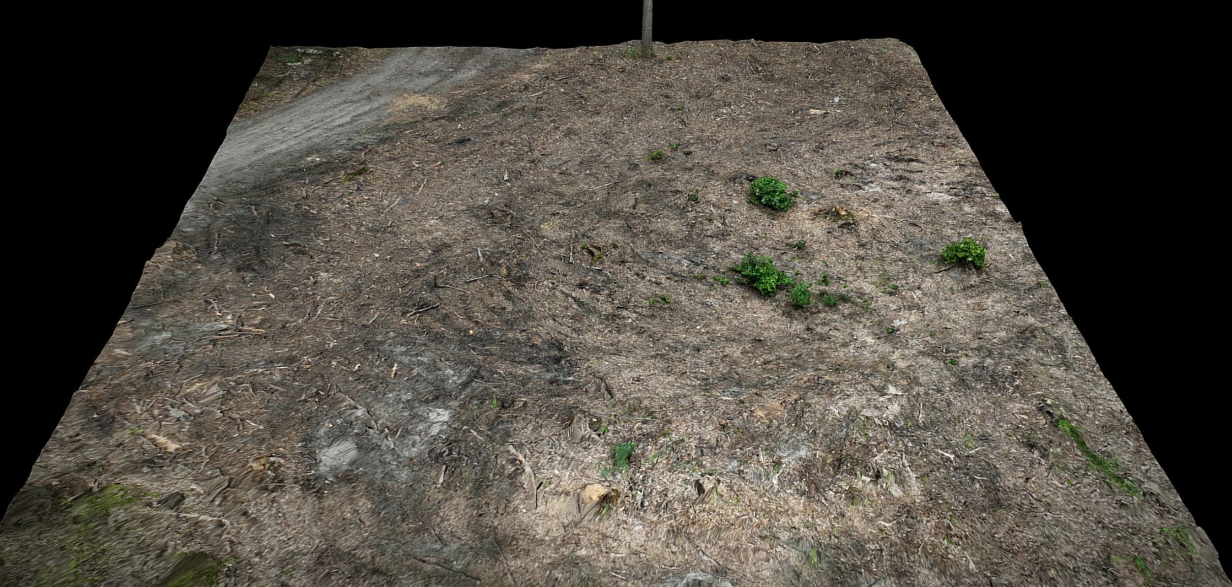 forest ground cutted trees photogrammetry 3D model_1