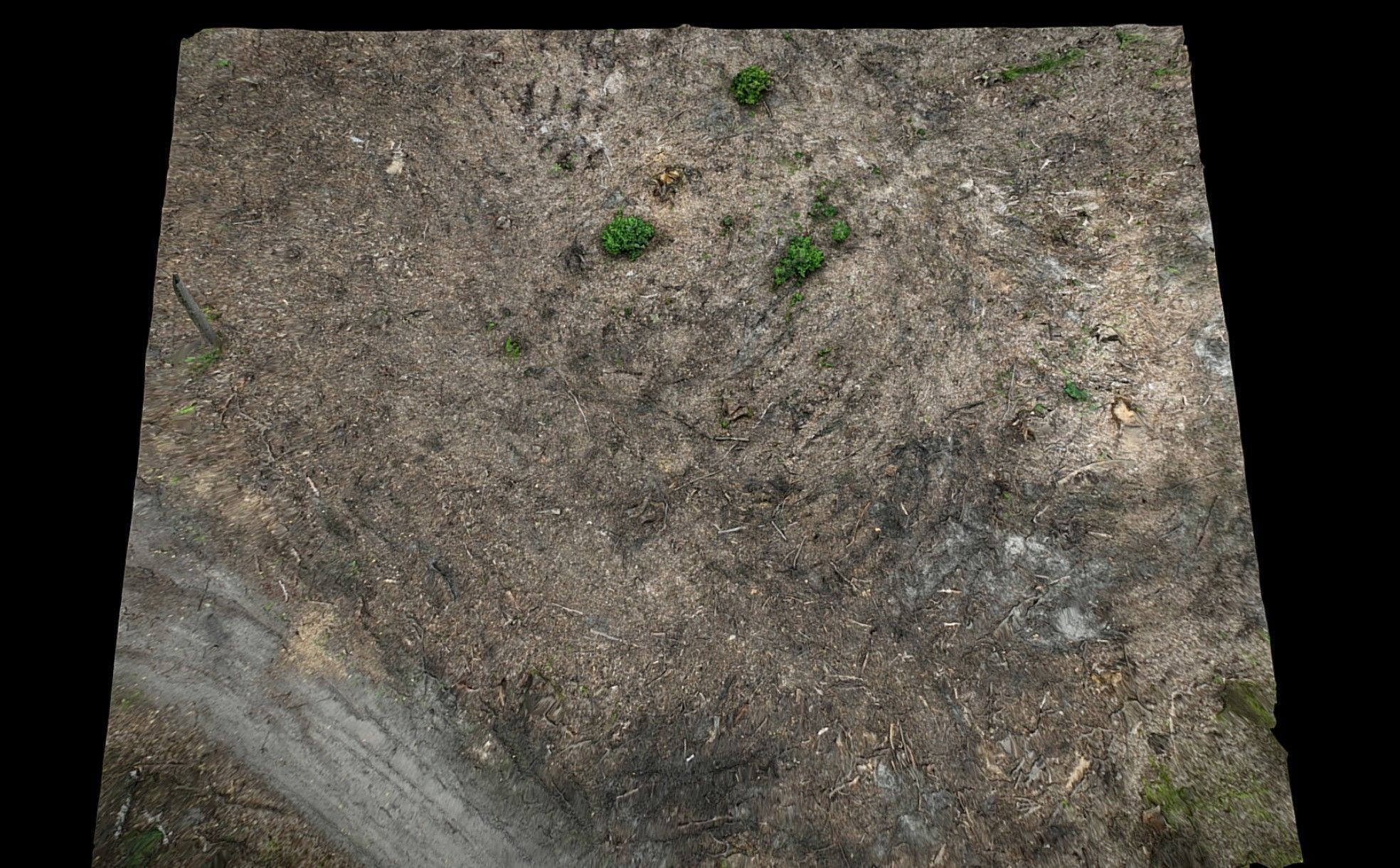forest ground cutted trees photogrammetry 3D model_2