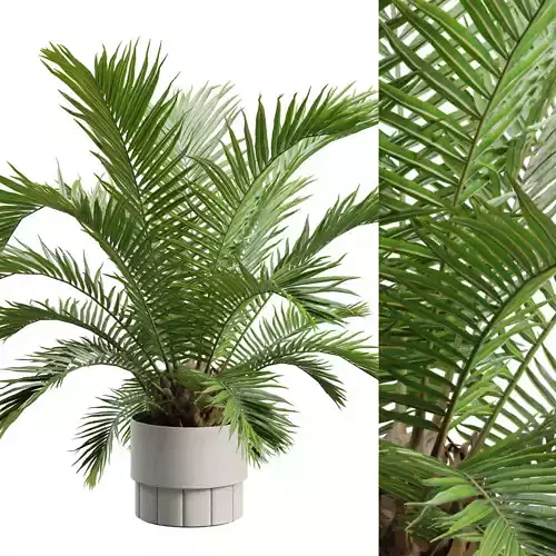 Sago Palm - Cycas Revoluta 3D model