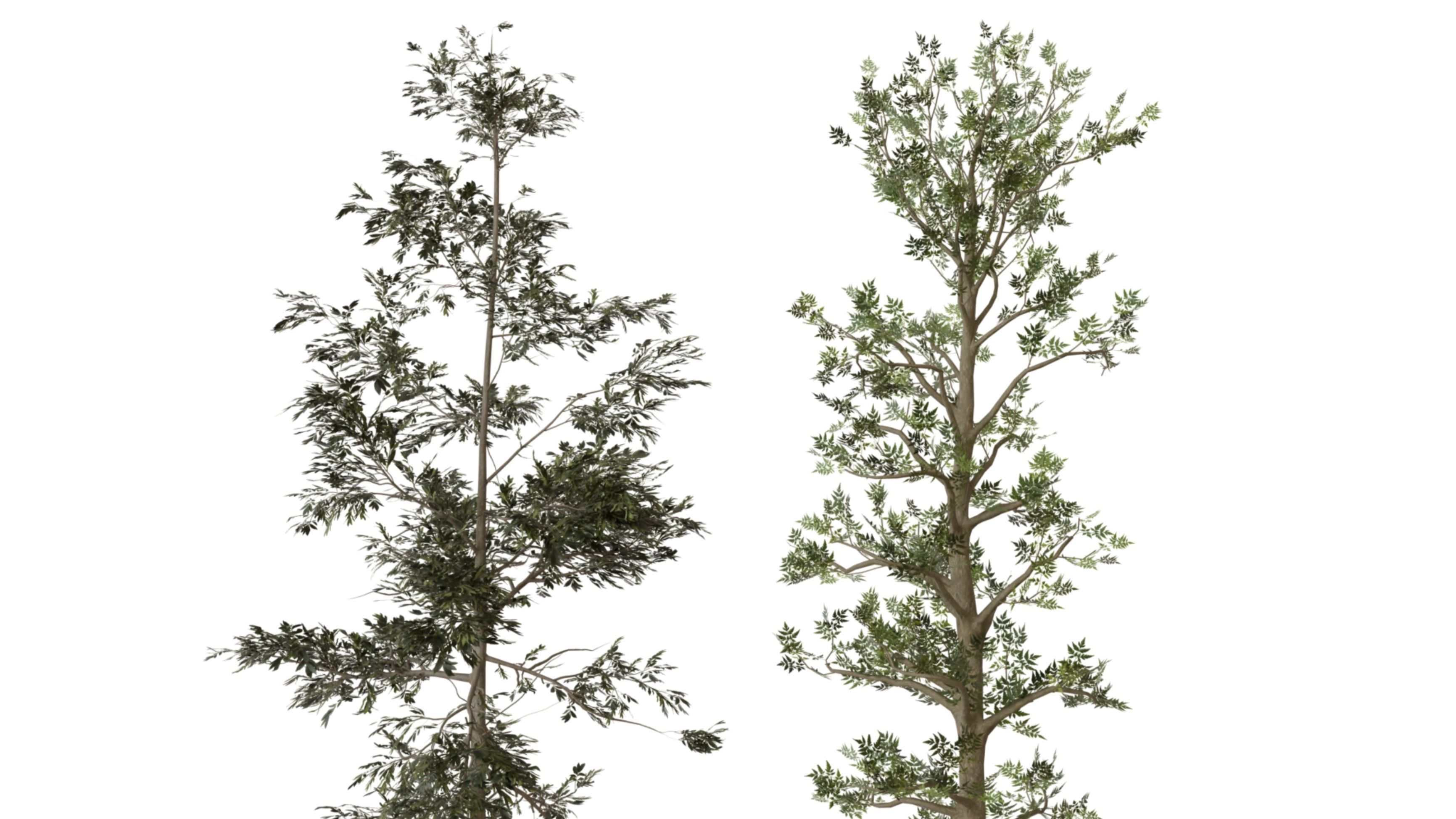 forest tree Low-poly 3D model_2