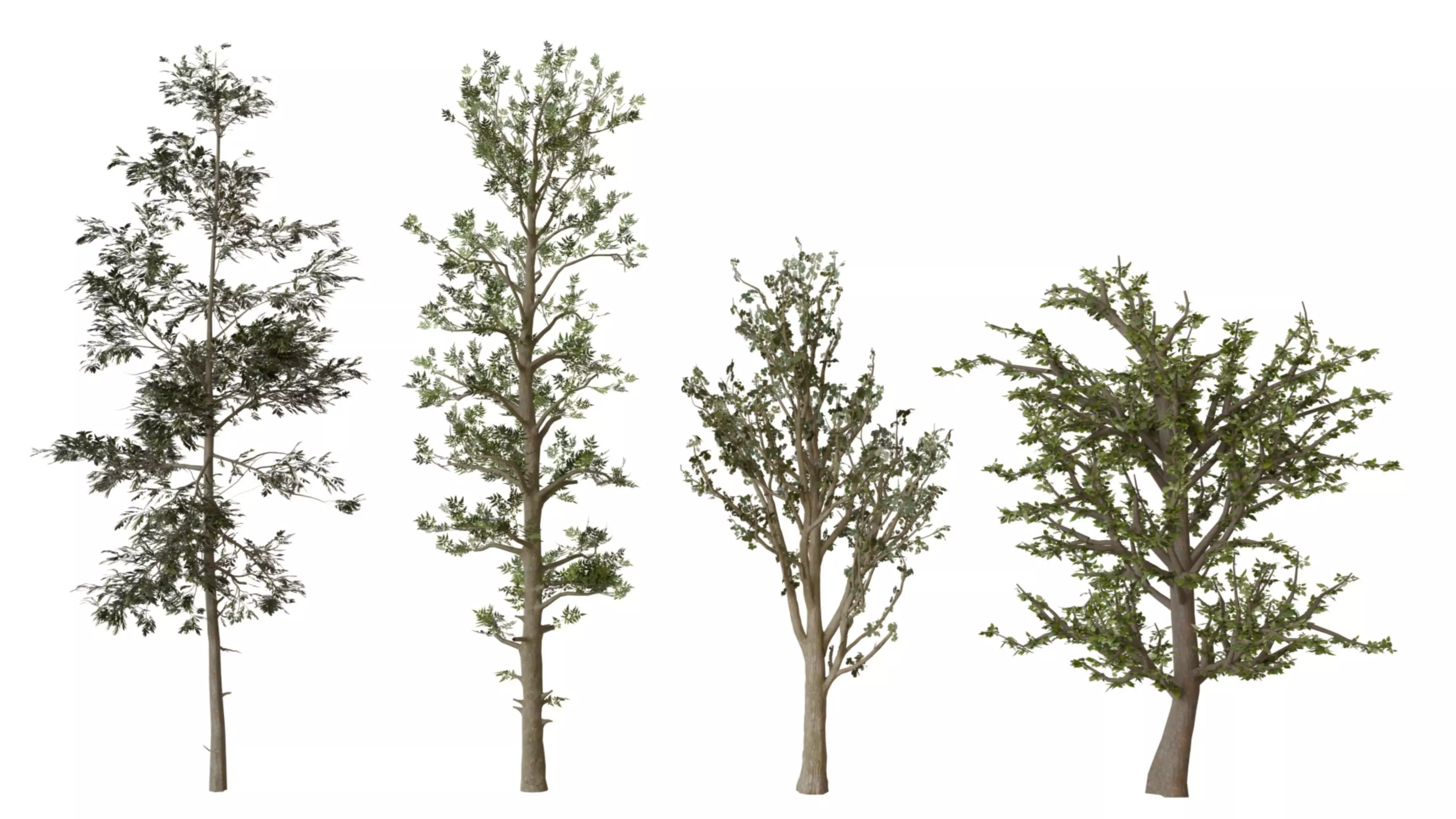 forest tree Low-poly 3D model_0