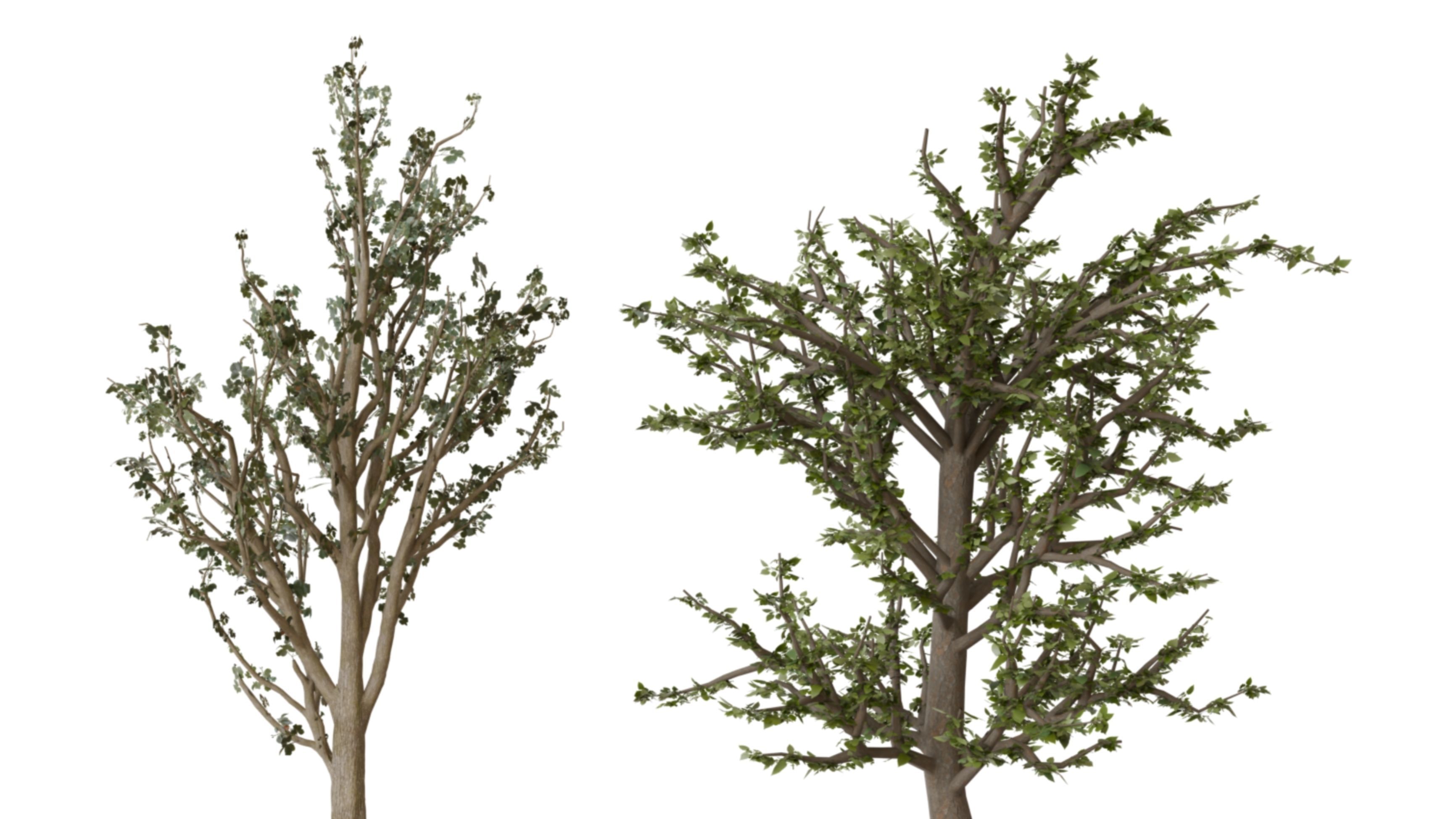 forest tree Low-poly 3D model_1