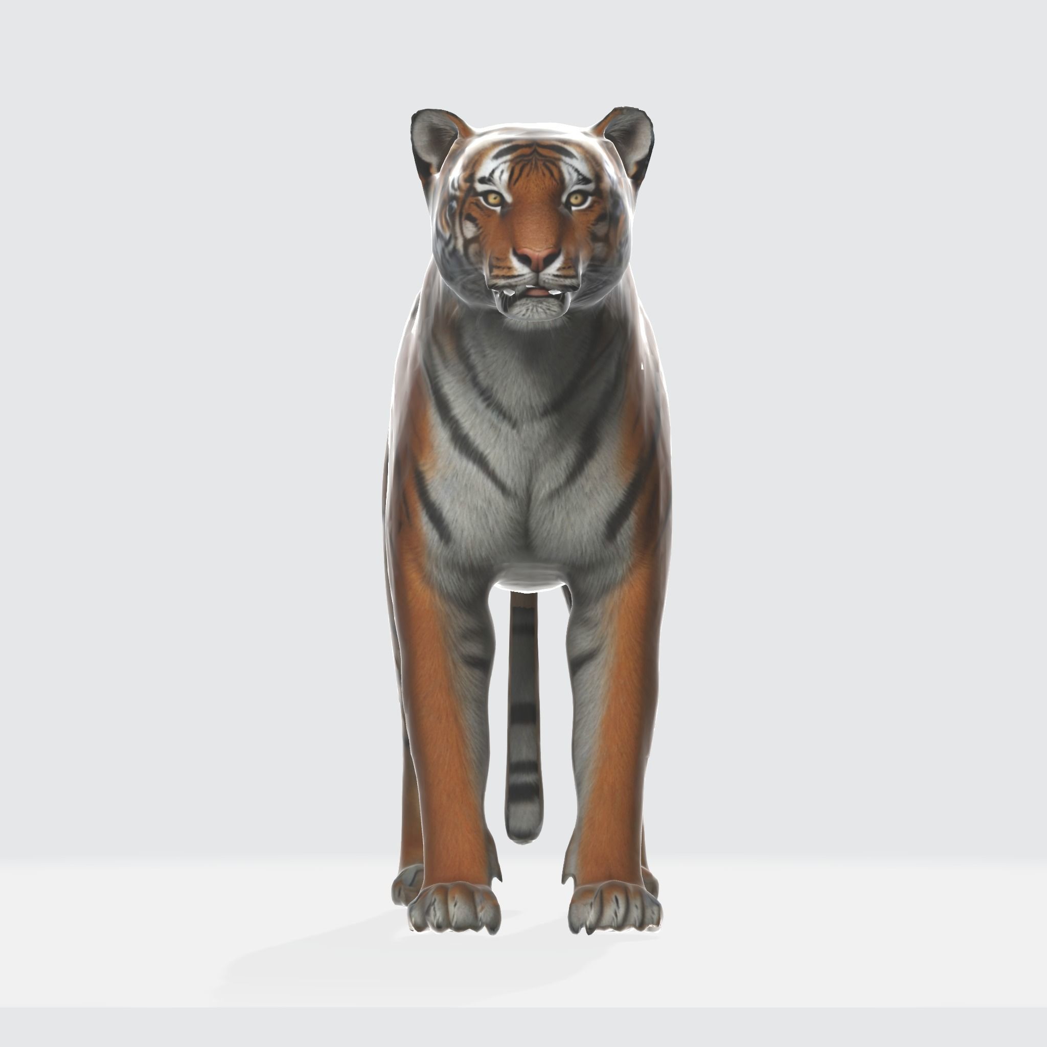 A large adult tiger 3D model_4