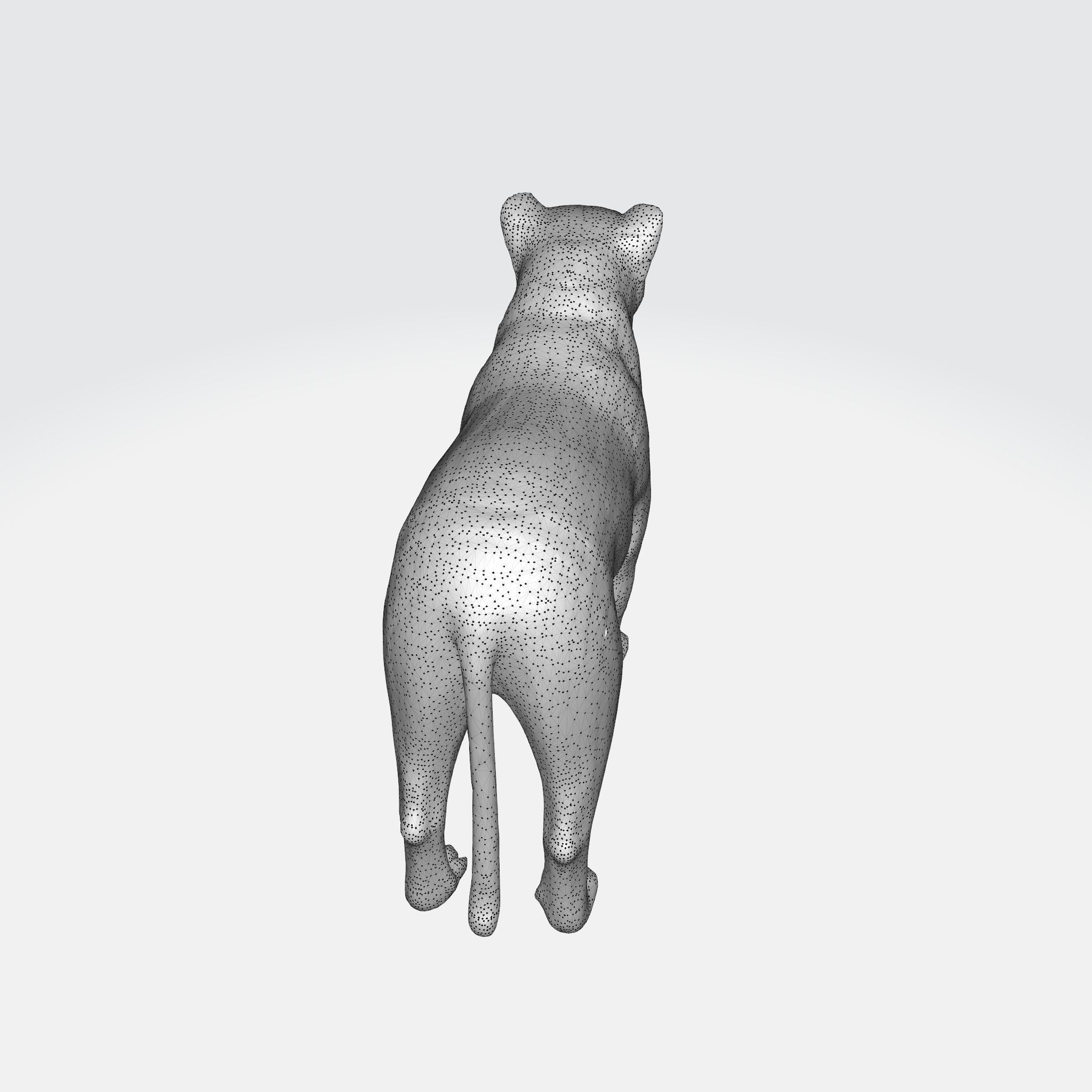 A large adult tiger 3D model_9