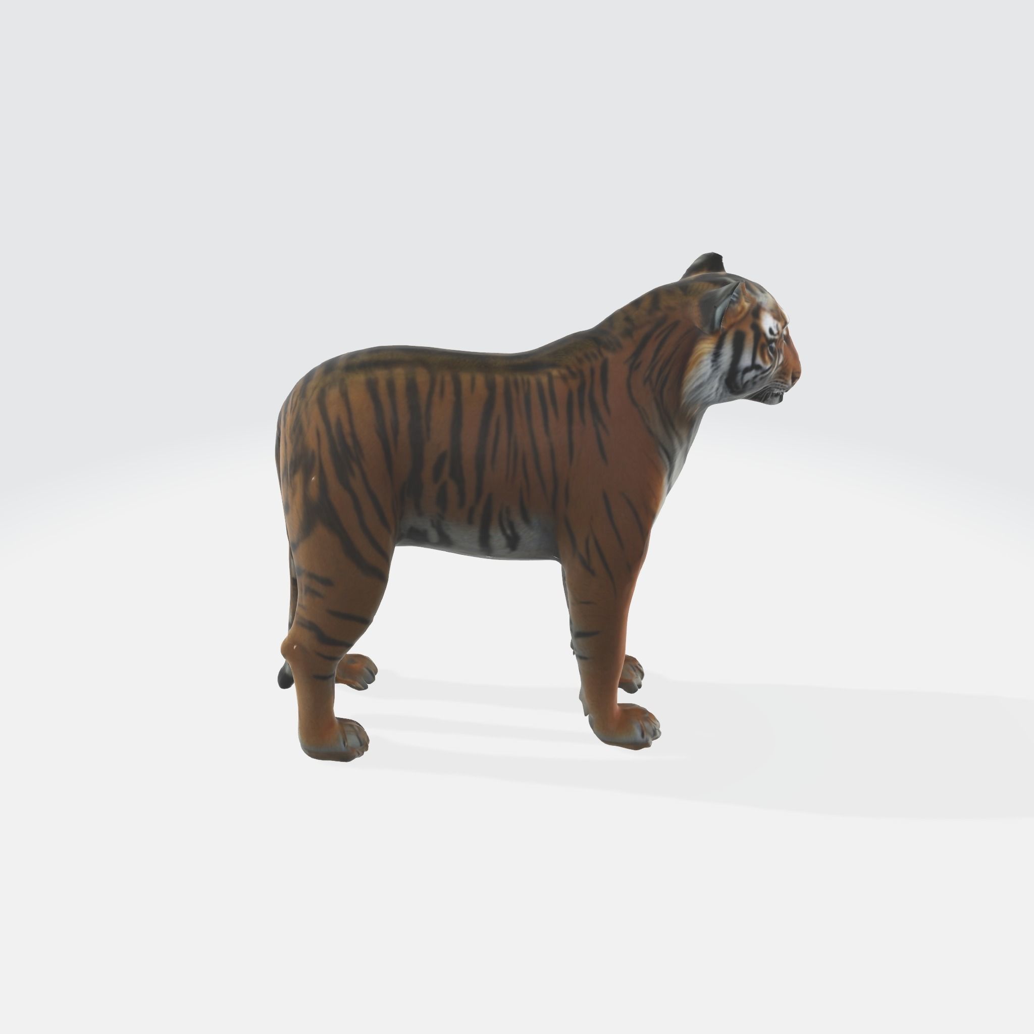 A large adult tiger 3D model_3
