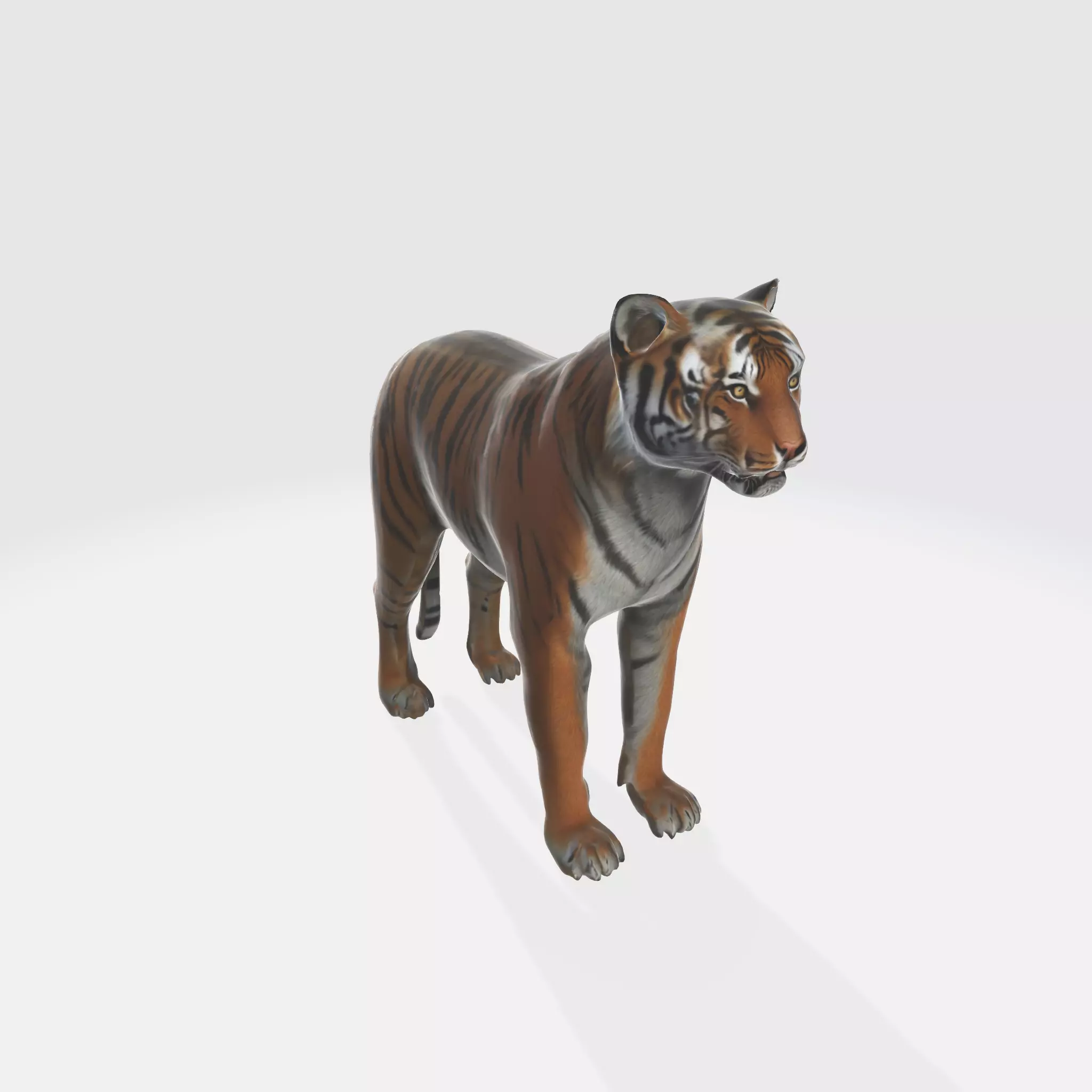 A large adult tiger 3D model_0