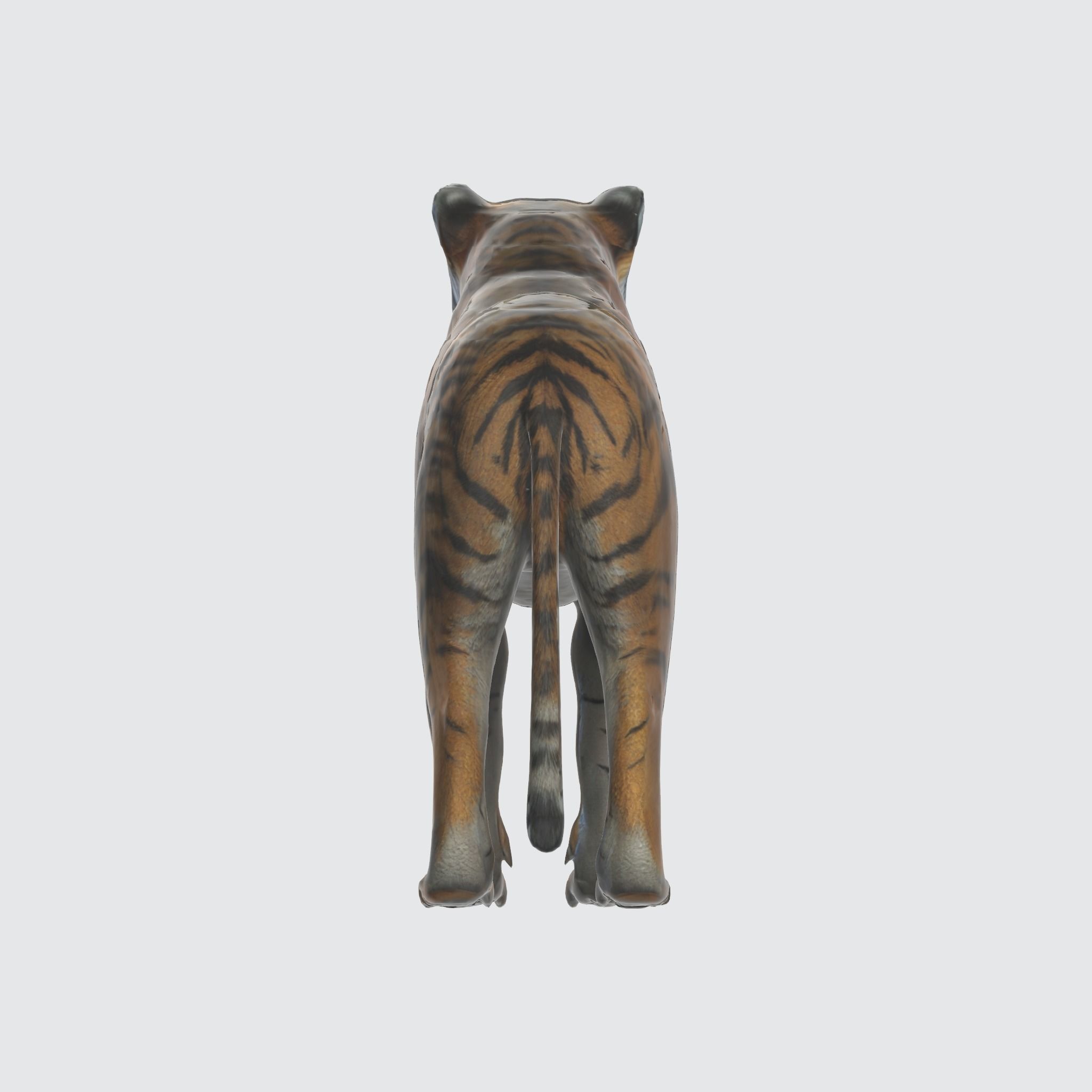 A large adult tiger 3D model_2