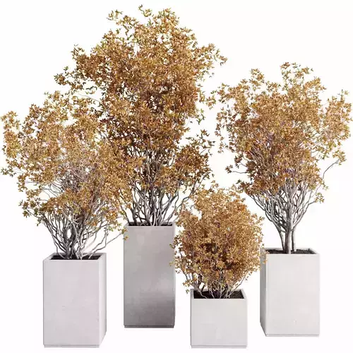 Indoor plant autumn set 527 concrete vase plant tree bush pot