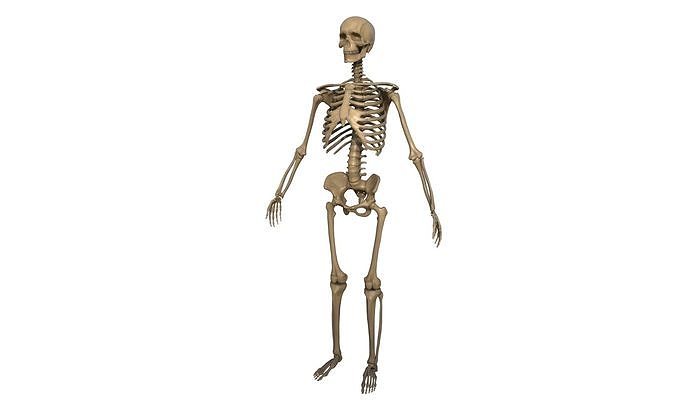 Skeleton Low-poly 3D model