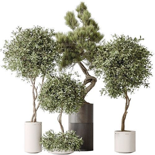 Indoor plants set 118 Bonsai Pinus Pentaphylla Thunbergii 3D model