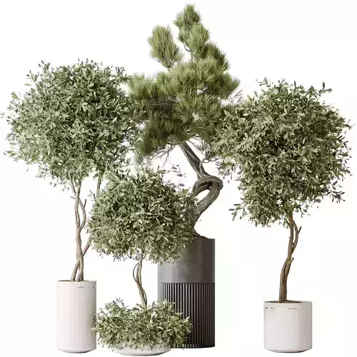 Indoor plants set 118 Bonsai Pinus Pentaphylla Thunbergii