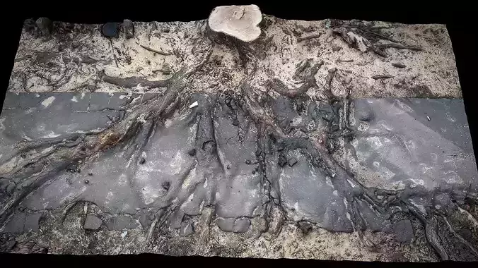 tree roots road asphalt debris part3 photogrammetry